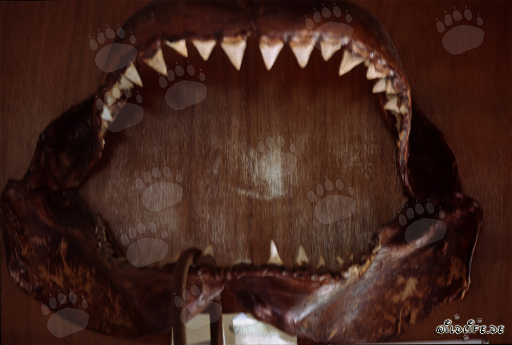 Majestuoso tiburón blanco con una impresionante dentadura