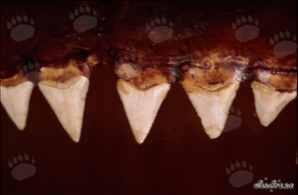 Impressive teeth of a six meter Great White Shark