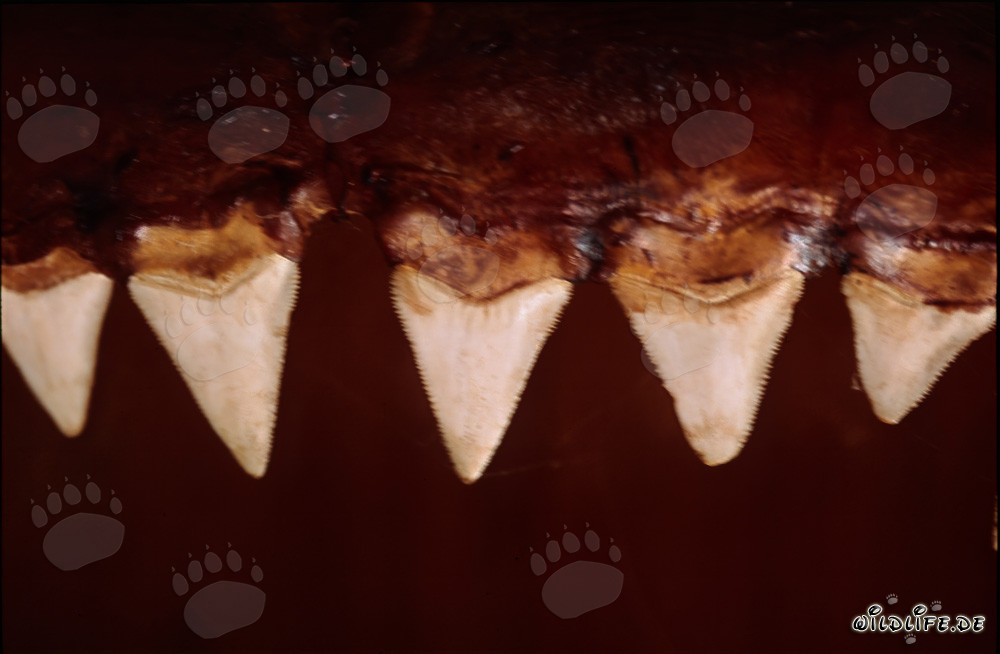 Dents impressionnantes d'un grand requin blanc de six mètres