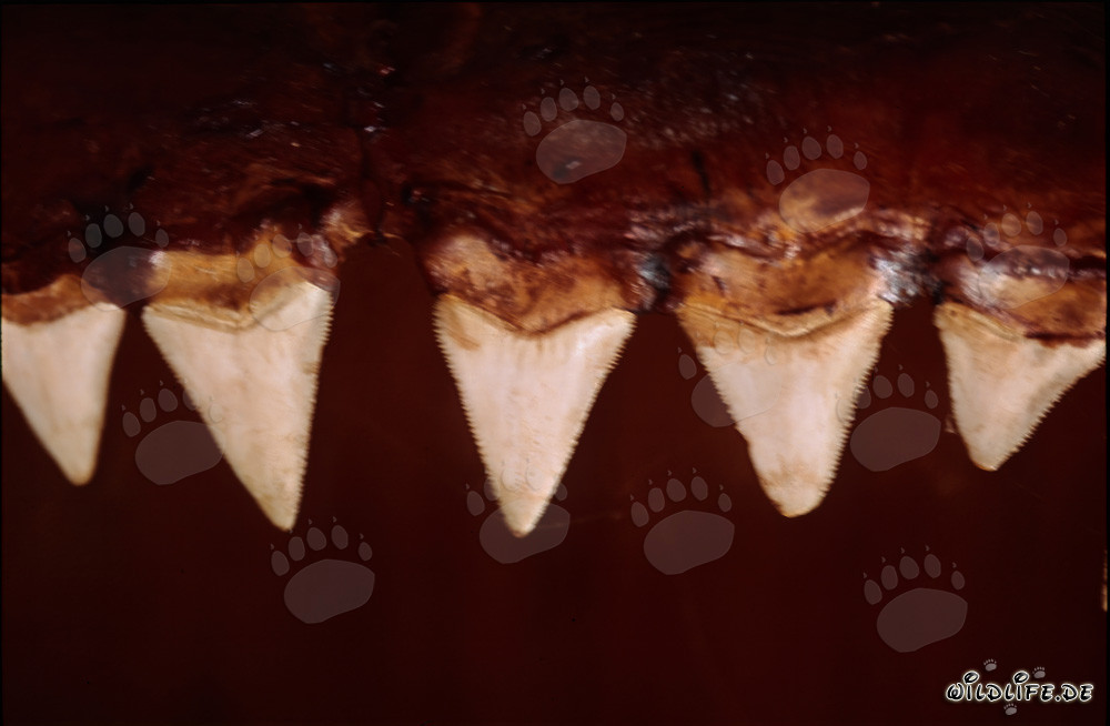 Impressionanti denti di uno squalo bianco lungo sei metri