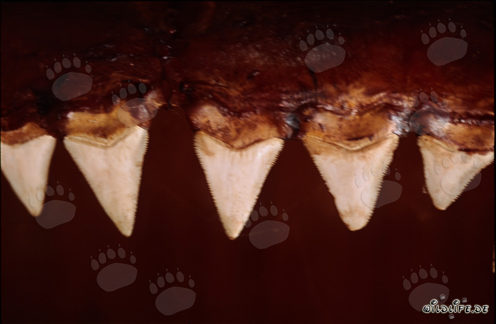 Impresionantes dientes de un tiburón blanco de seis metros de longitud