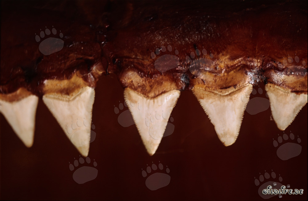 Impressive teeth of a six-meter Great White Shark