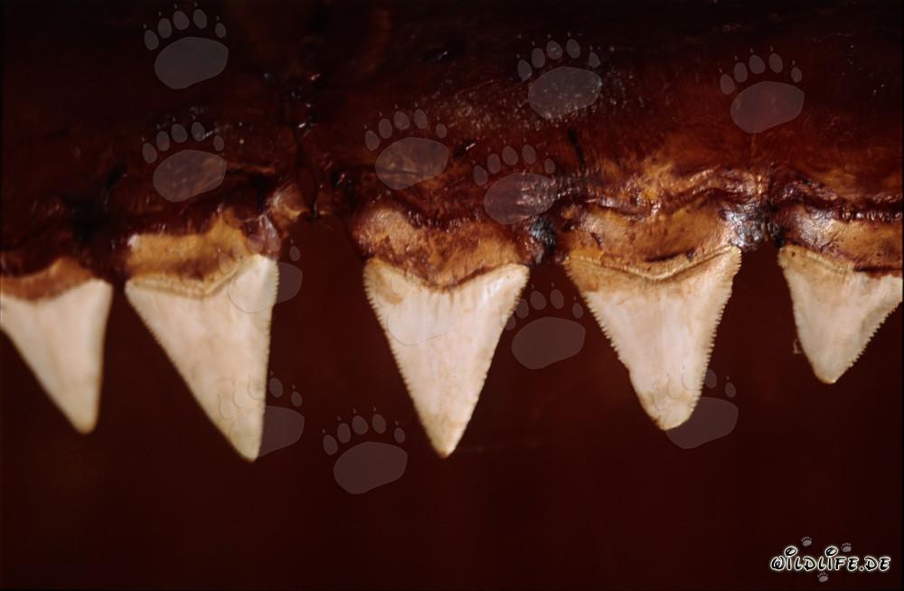 Imponenti denti di uno squalo bianco di sei metri