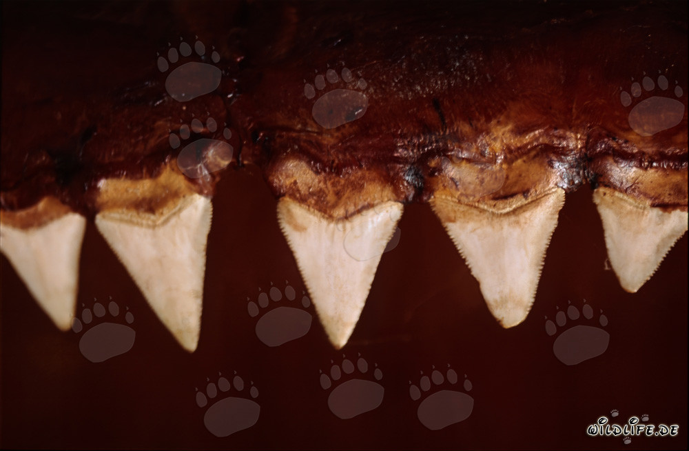 Impresionantes dientes de un tiburón blanco de seis metros de largo