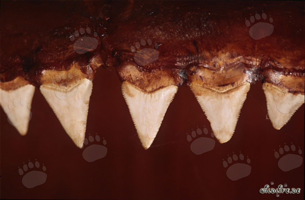 Impressive Bite Tools of the Great White Shark