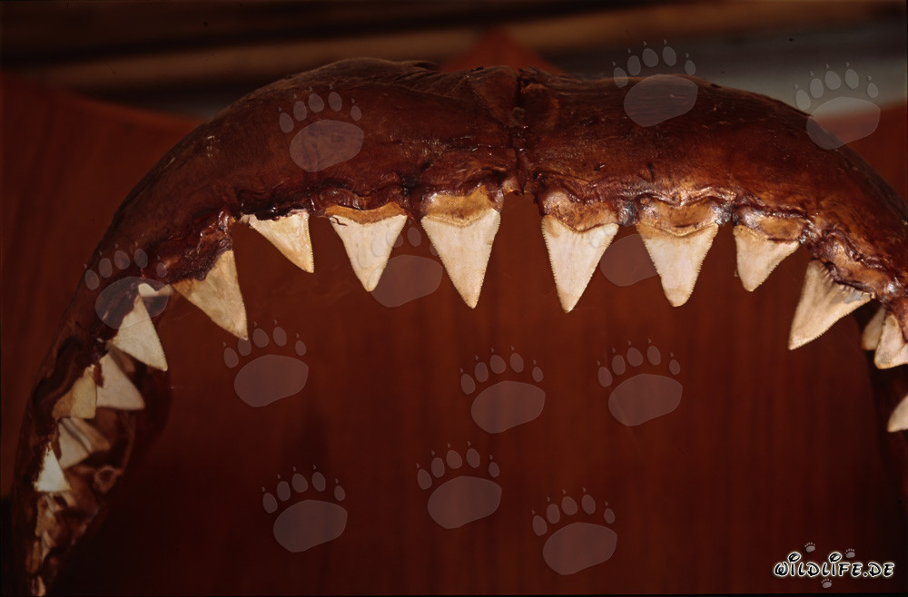 Impresionante trofeo: mandíbula y dientes del gran tiburón blanco