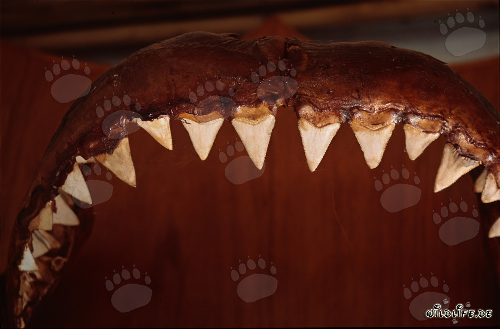 Impressionnante trophée : mâchoire et dents du grand requin blanc