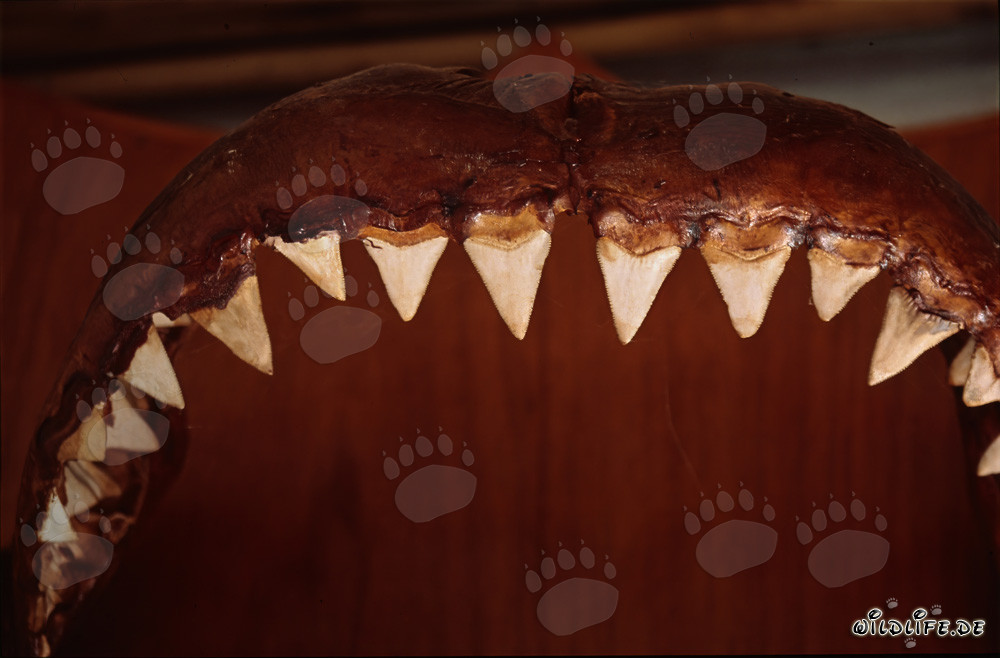 Impressive trophy: jaws and teeth of the Great White Shark