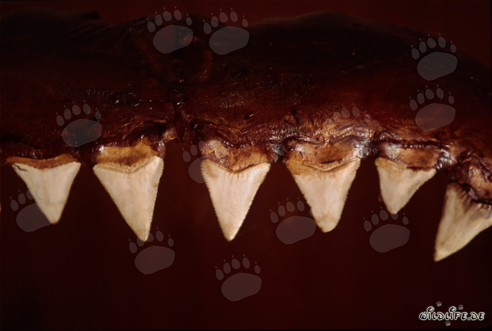 The impressive biting tools of a six-meter Great White Shark