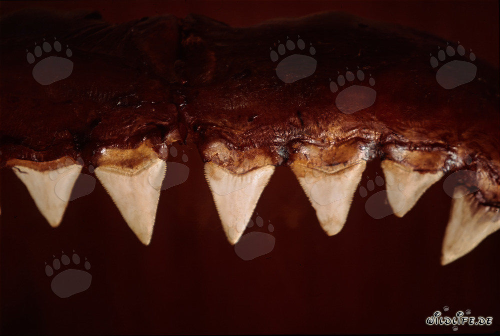 Les impressionnantes outils de morsure d'un grand requin blanc de six mètres