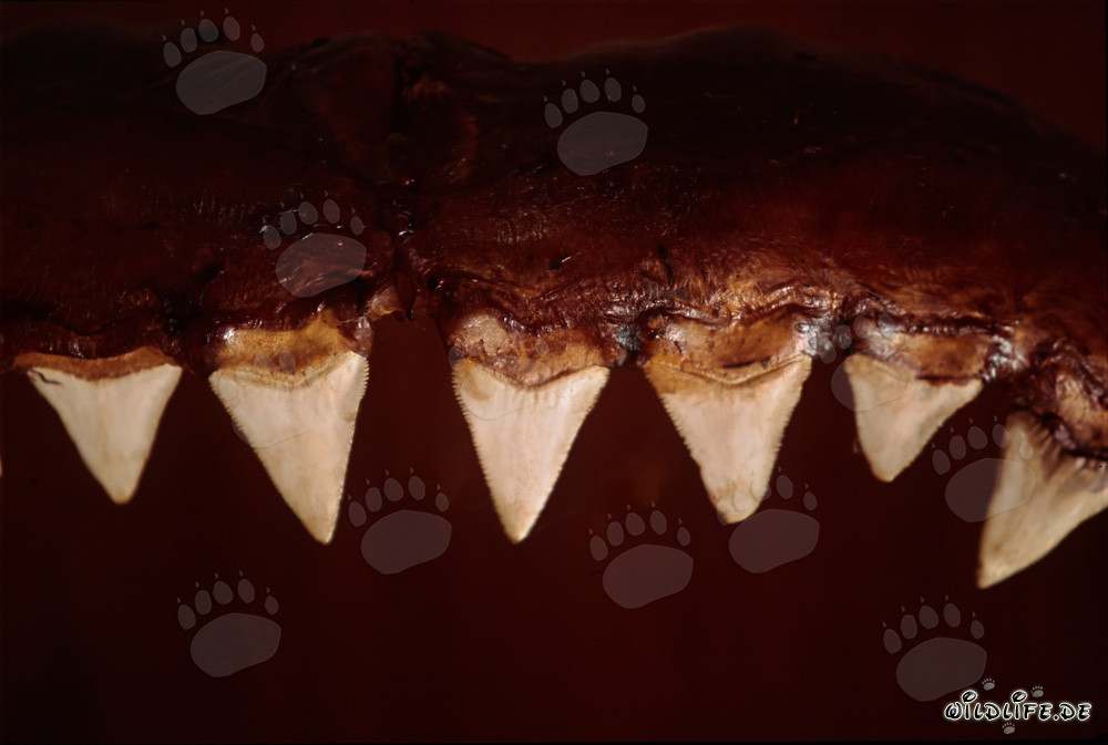 Las impresionantes herramientas de mordida de un gran tiburón blanco de seis metros