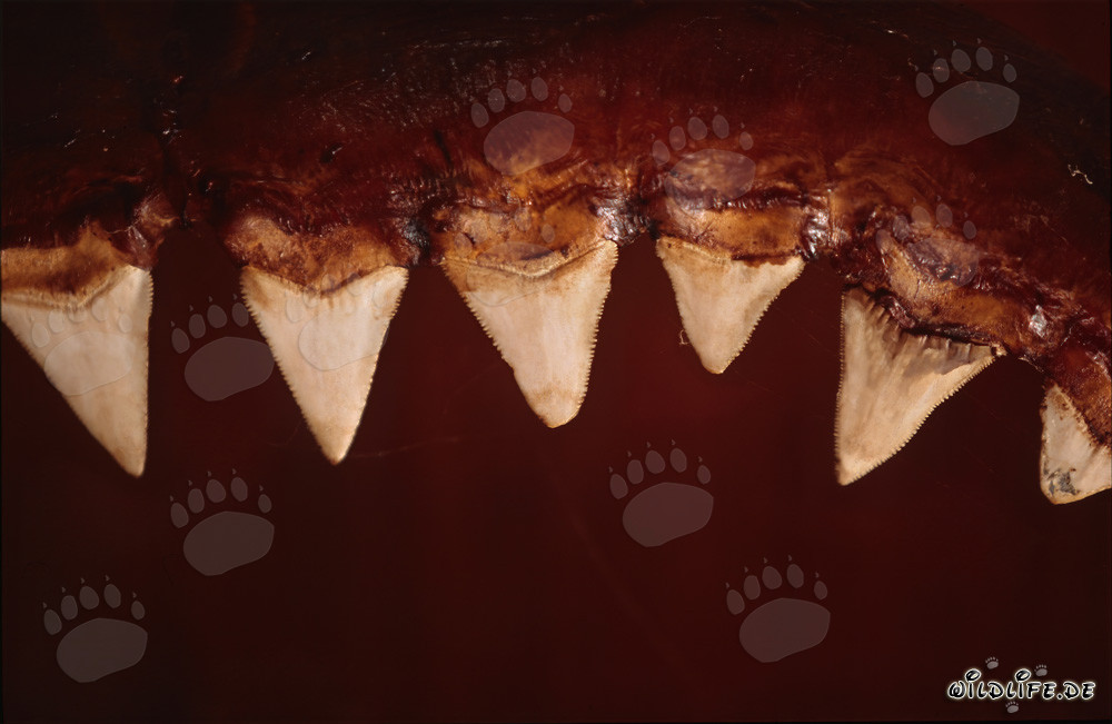 The impressive teeth of a six-meter Great White Shark