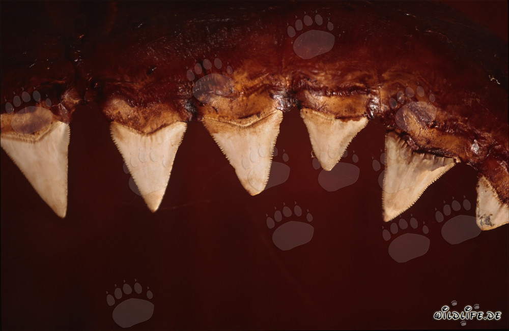Impressionanti denti dello squalo bianco di sei metri di lunghezza