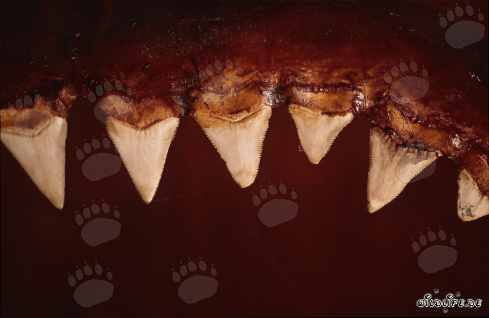 Impresionantes dientes del tiburón blanco de seis metros de largo
