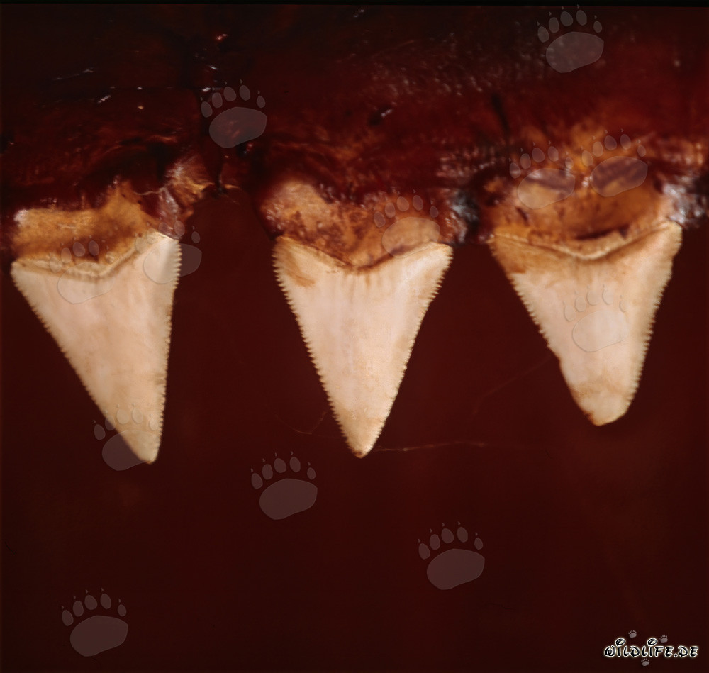 Impressive Great White Shark Teeth - Symbol of Strength and Danger