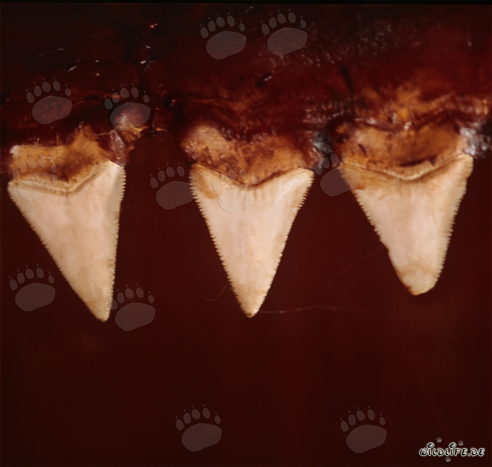Impressionanti denti di squalo bianco - Simbolo di forza e pericolo