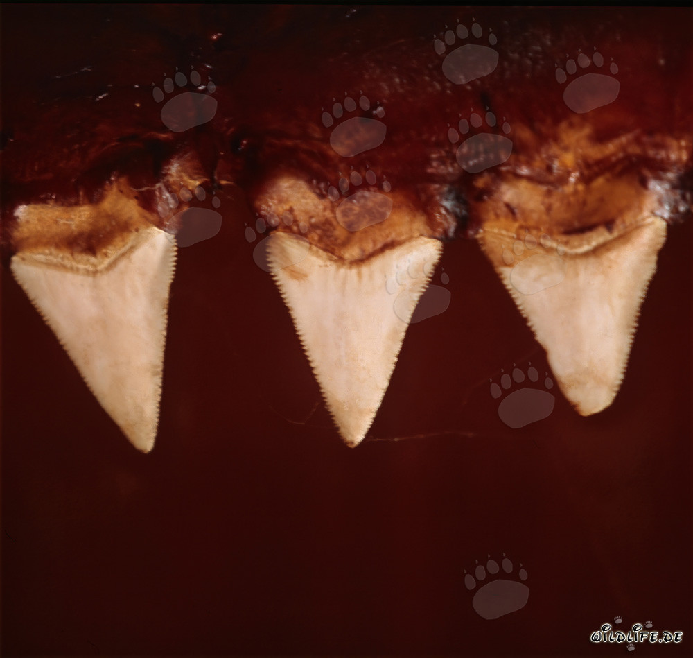Impresionantes dientes de tiburón blanco - Símbolo de fuerza y peligro