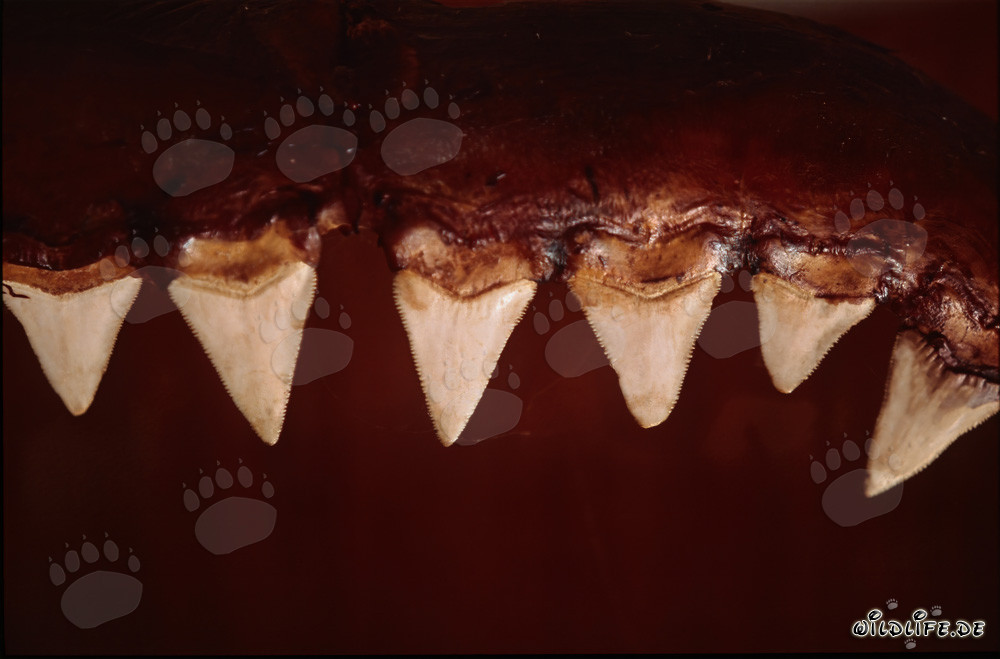 The impressive teeth of a six-metre-long Great White Shark