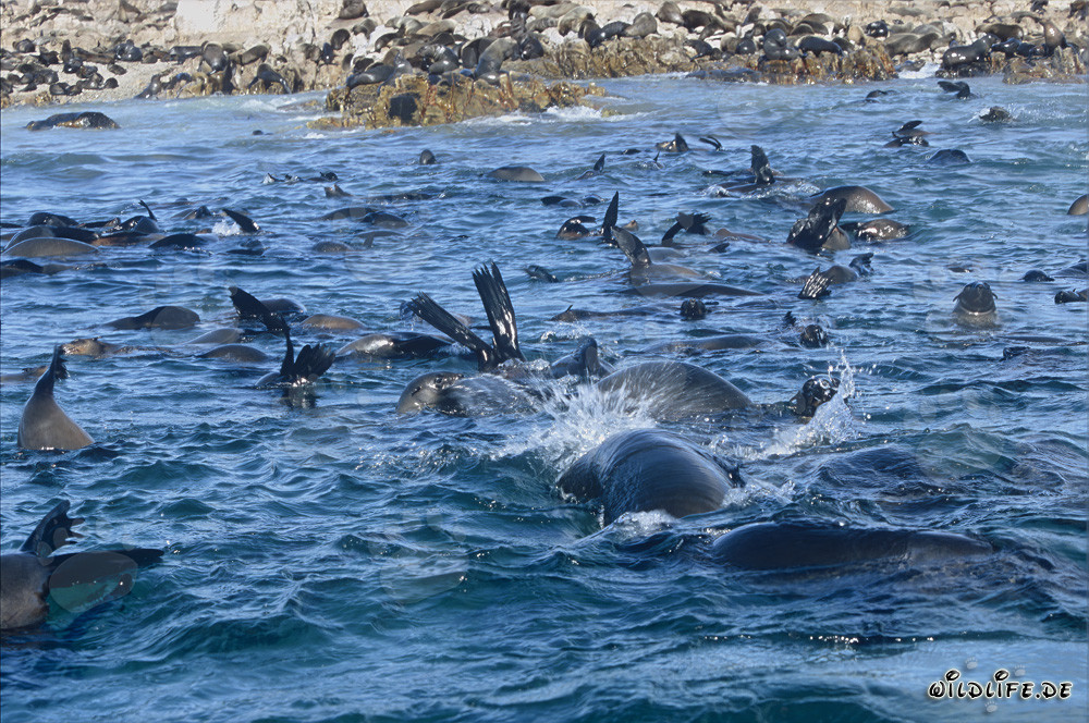 Focas de piel sudafricanas en Geyser Rock
