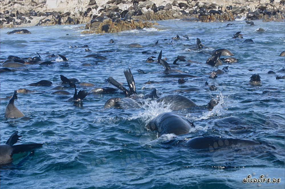 South African Fur Seals on Geyser Rock