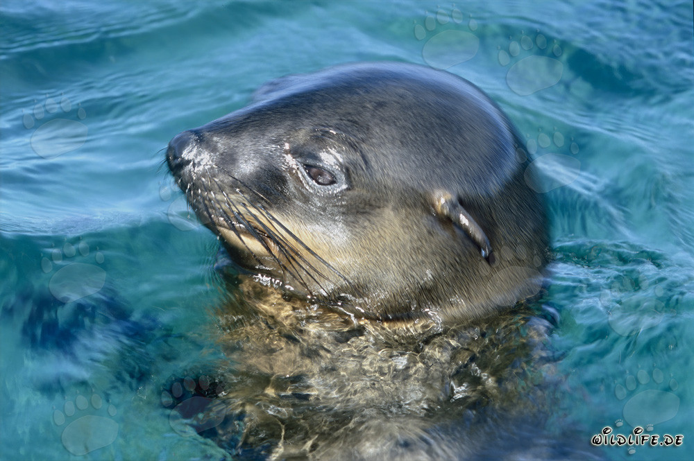 Foca dalla pelliccia sudafricana osserva il suo ambiente