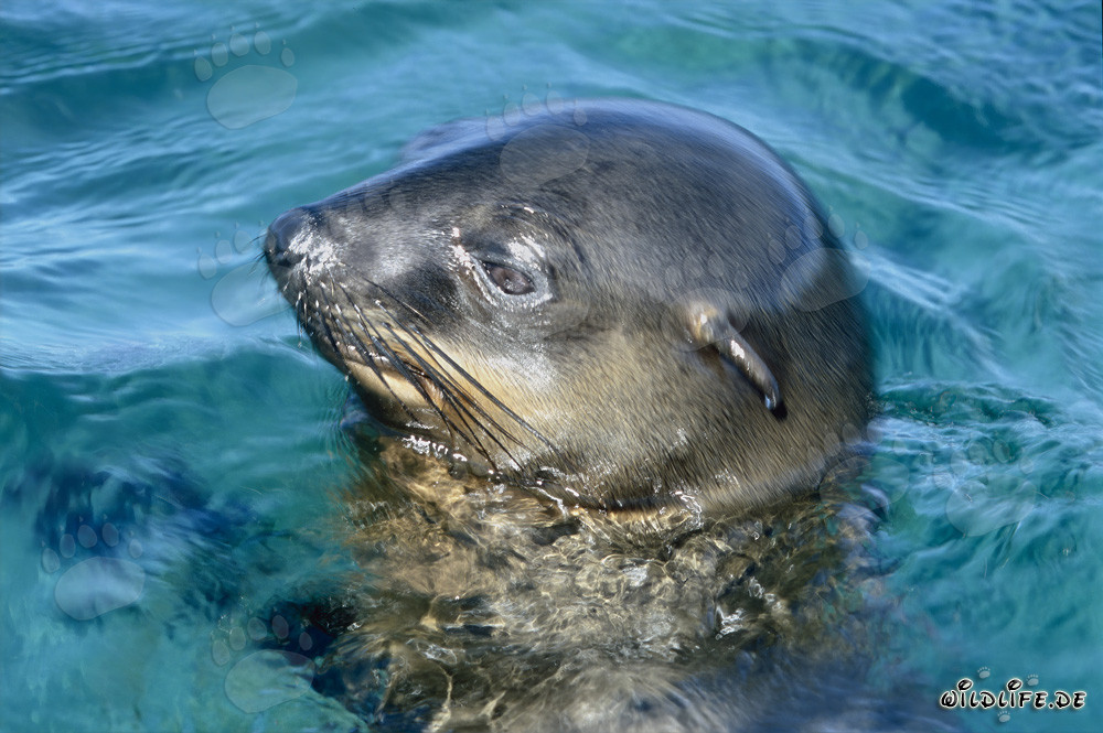 Foca de piel sudafricana observando su entorno