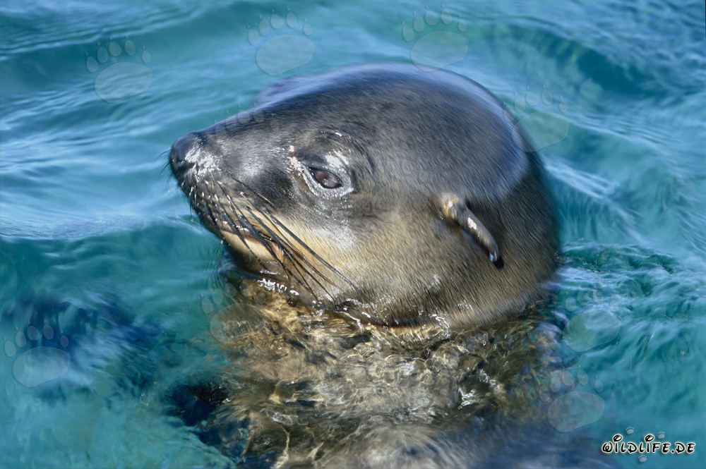 South African Fur Seal observing its surroundings