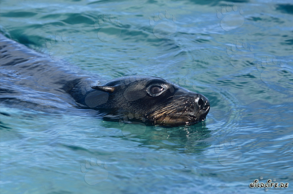 Foca dalla pelliccia sudafricana in viaggio verso il mare aperto