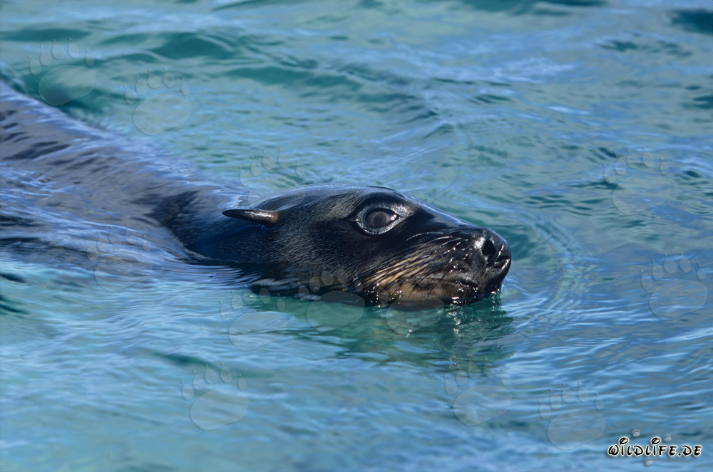 Foca de piel sudafricana en camino hacia el mar abierto