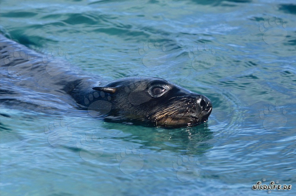 South African Fur Seal Heading to the Open Sea