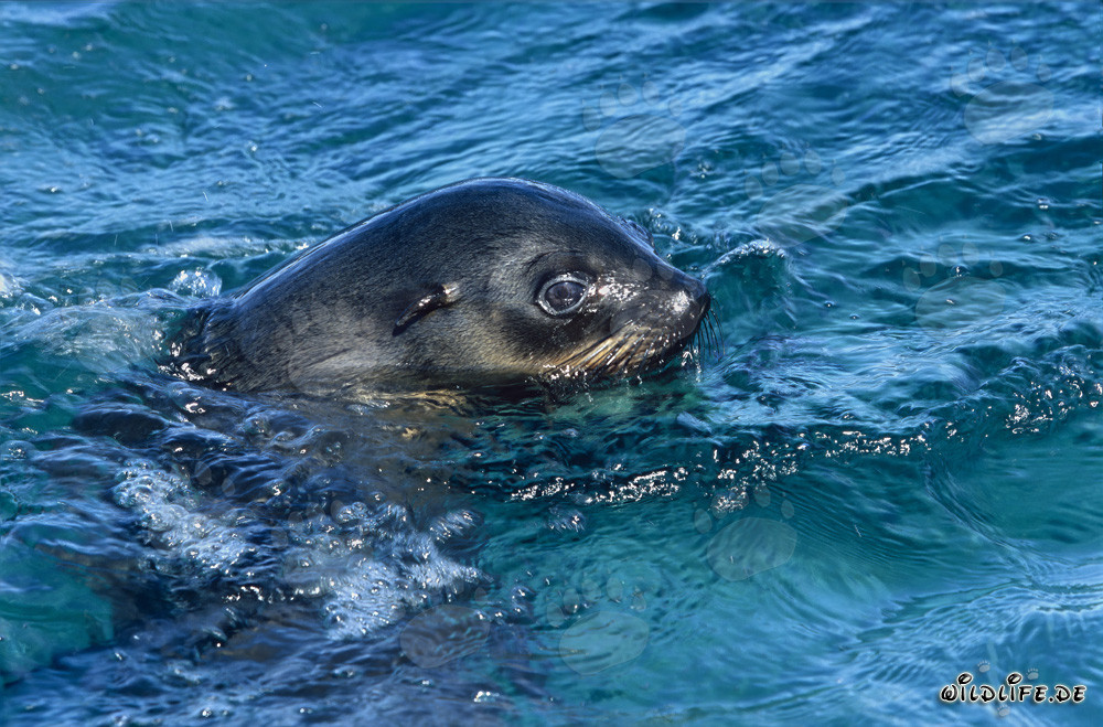 Otaria sud-africana in superficie dell'acqua