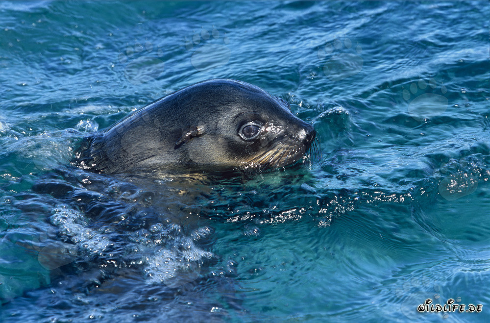 Otaries à fourrure sud-africaines à la surface de l'eau