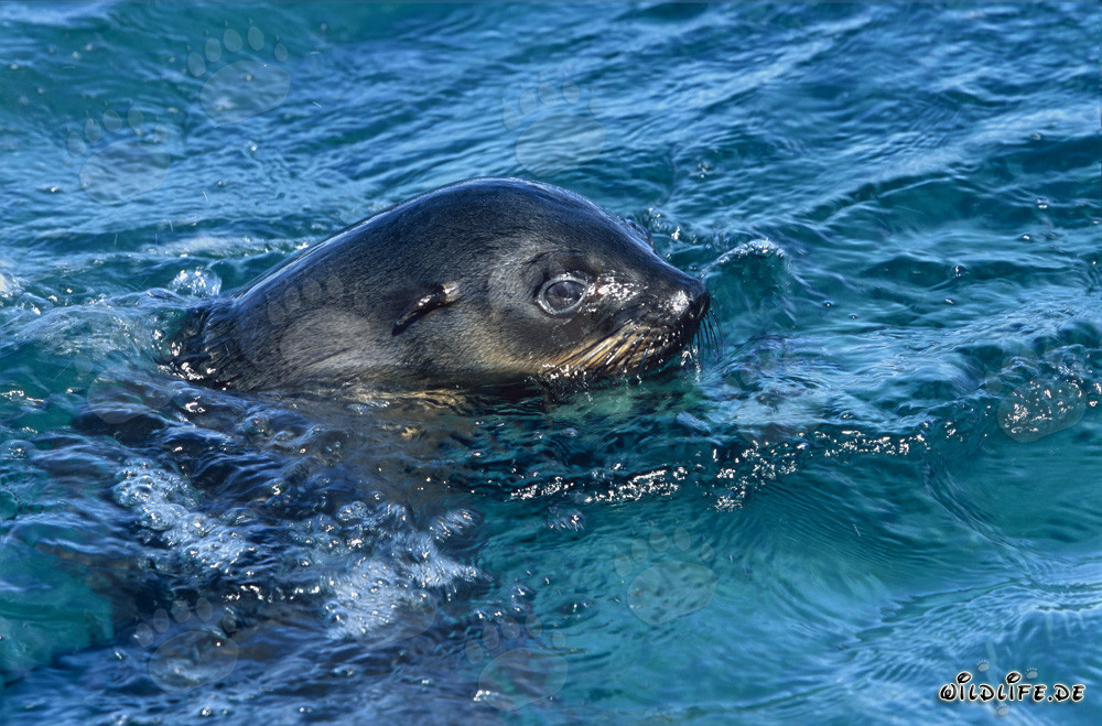 South African Fur Seal at the Water Surface