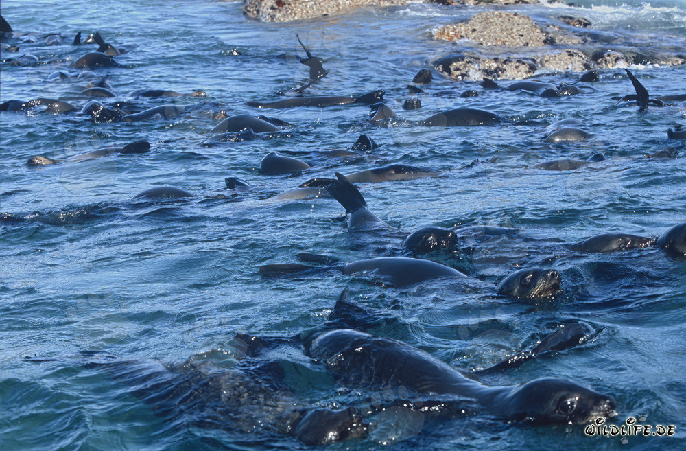 South African Fur Seal Colony in front of Geyser Rock