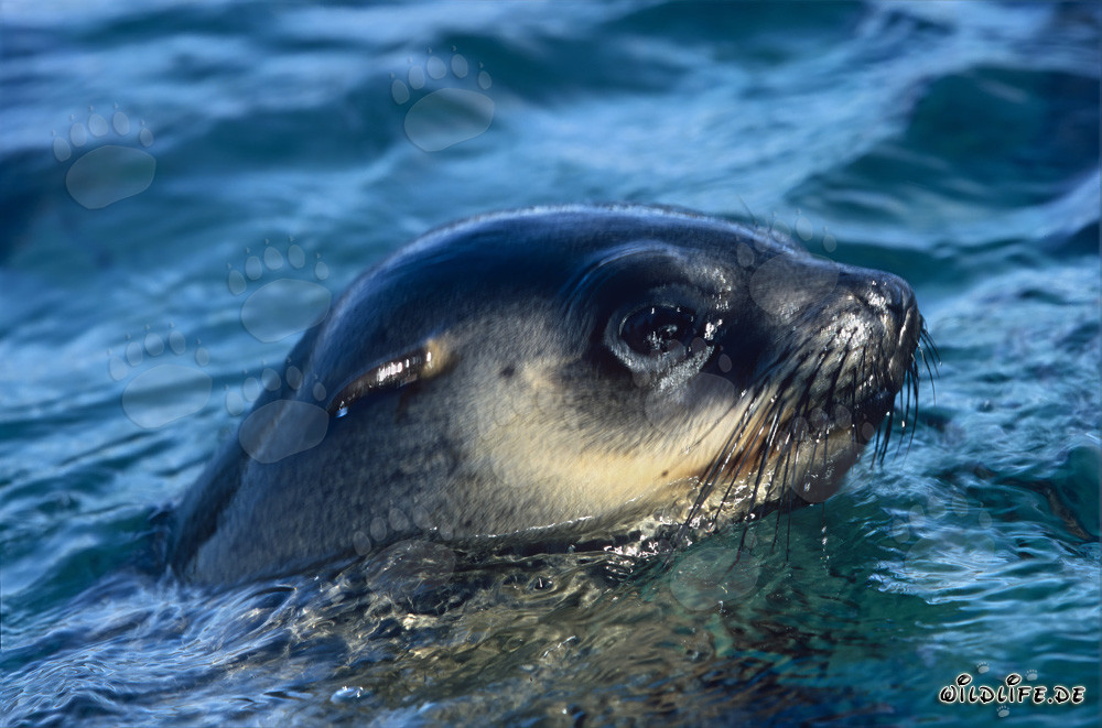 Foca dalla pelliccia sudafricana spunta la testa dall'acqua