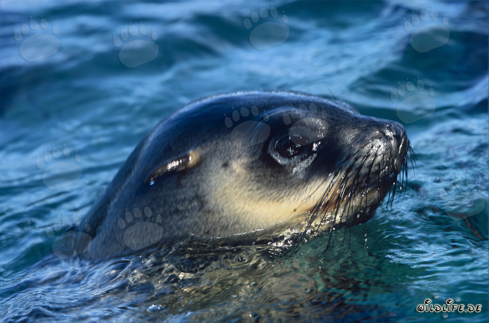 Suedafrikanische Pelzrobbe hebt den Kopf aus dem Wasser