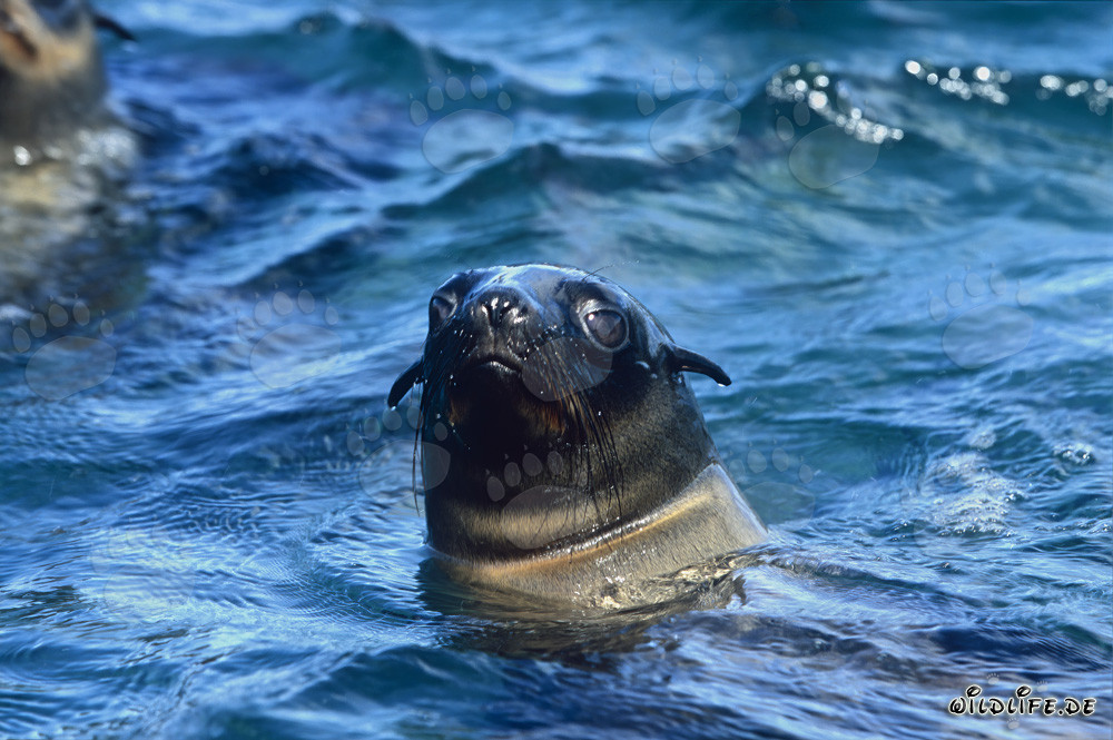 Ritratto affascinante di una foca dalla pelliccia sudafricana
