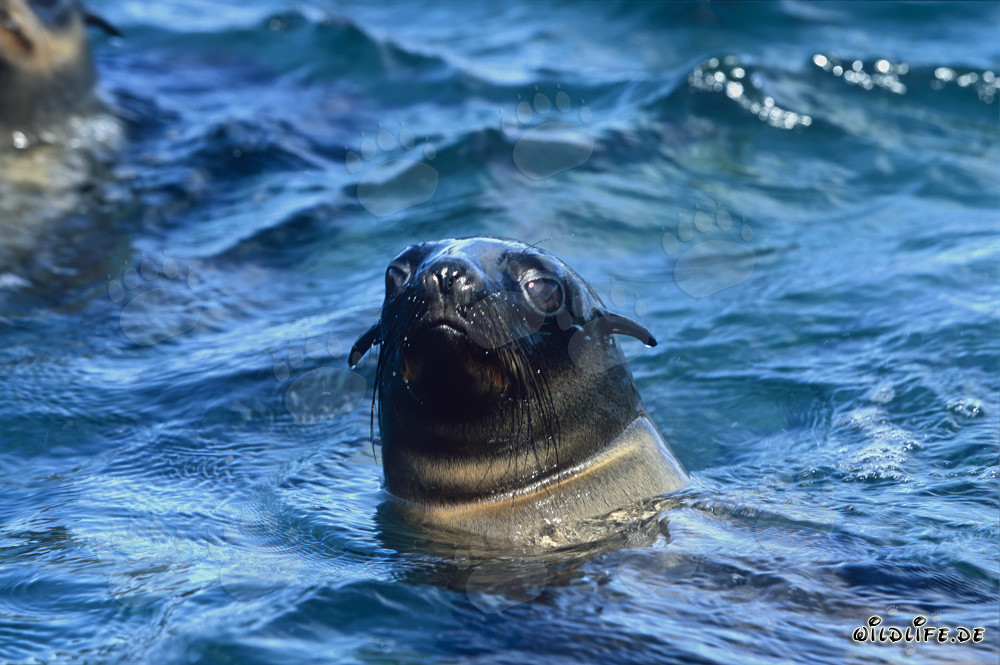 Fascinating portrait of a South African Fur Seal