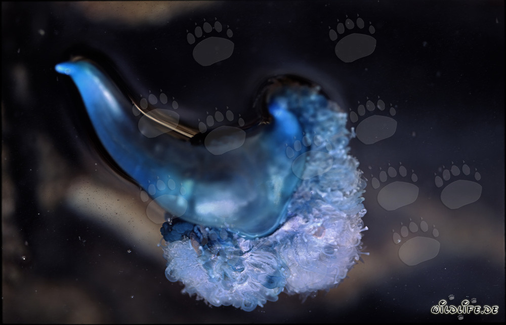 Dangerous Beauty of the Blue Bottle in Gansbaai, Western Cape, South Africa