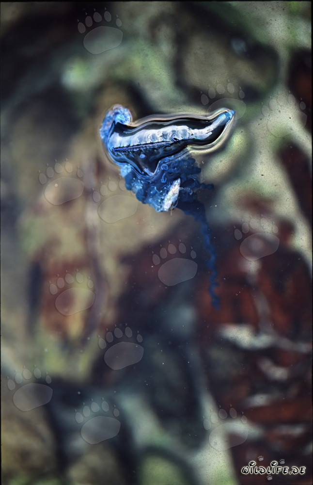 Fascinating Blue Bottle on the Picturesque Coast of Gansbaai, Western Cape, South Africa
