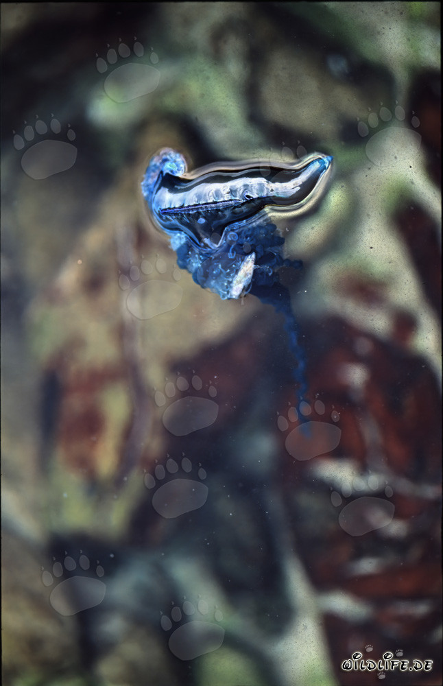 Fascinante Carabela Portuguesa en la pintoresca costa de Gansbaai, Western Cape, Sudáfrica