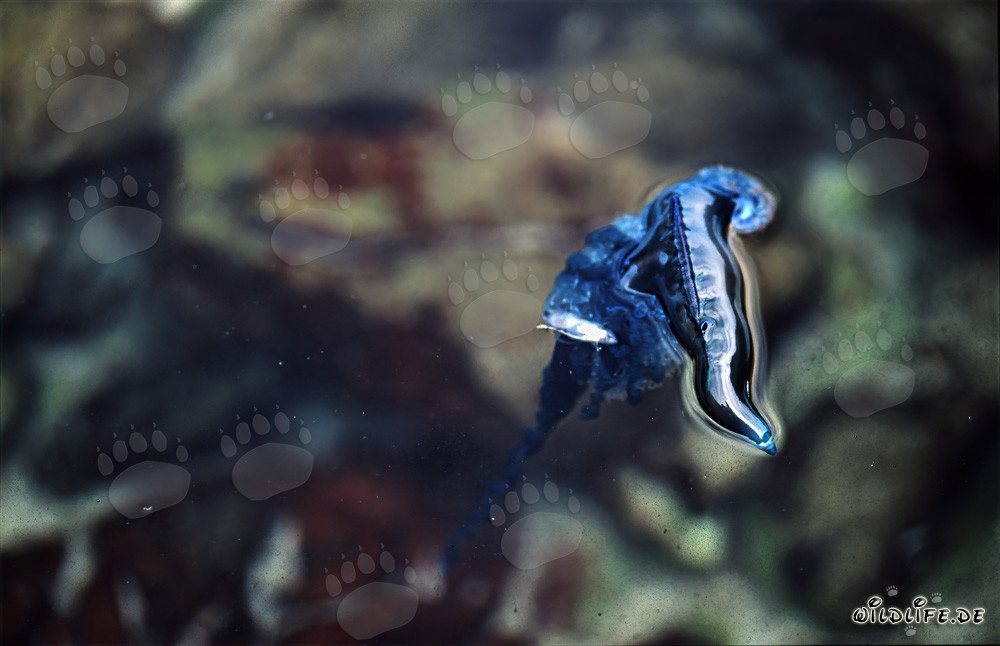 Carabela portuguesa amenazante en la costa de Gansbaai, Sudáfrica