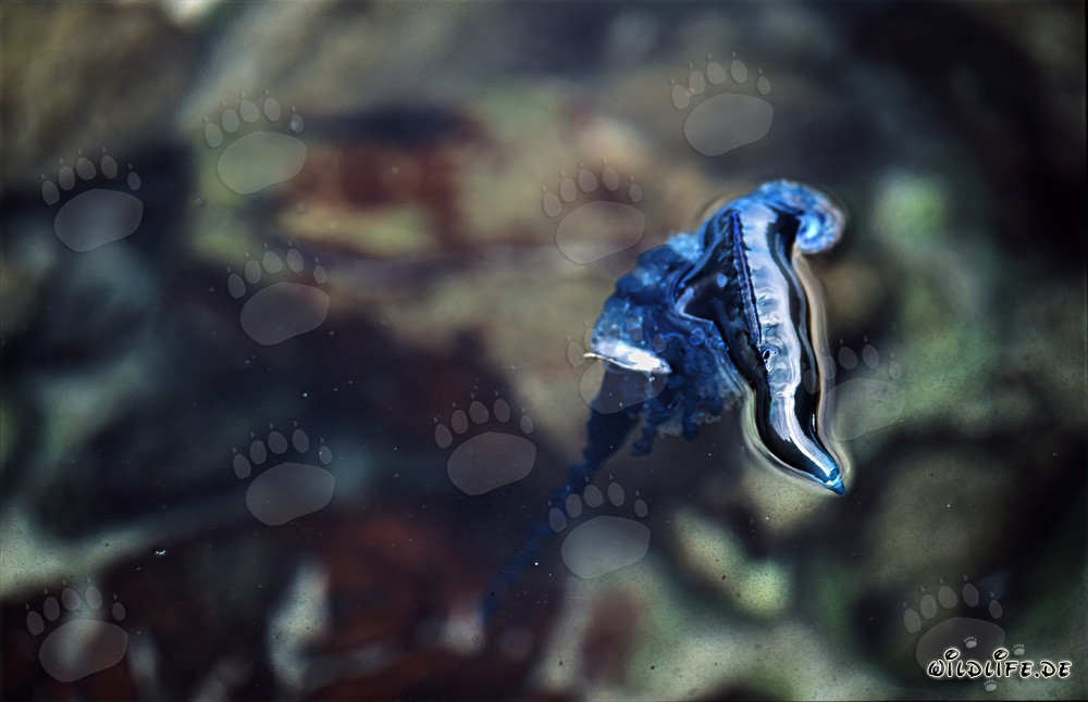 Pericolosa Caravella portoghese al largo di Gansbaai, Sudafrica
