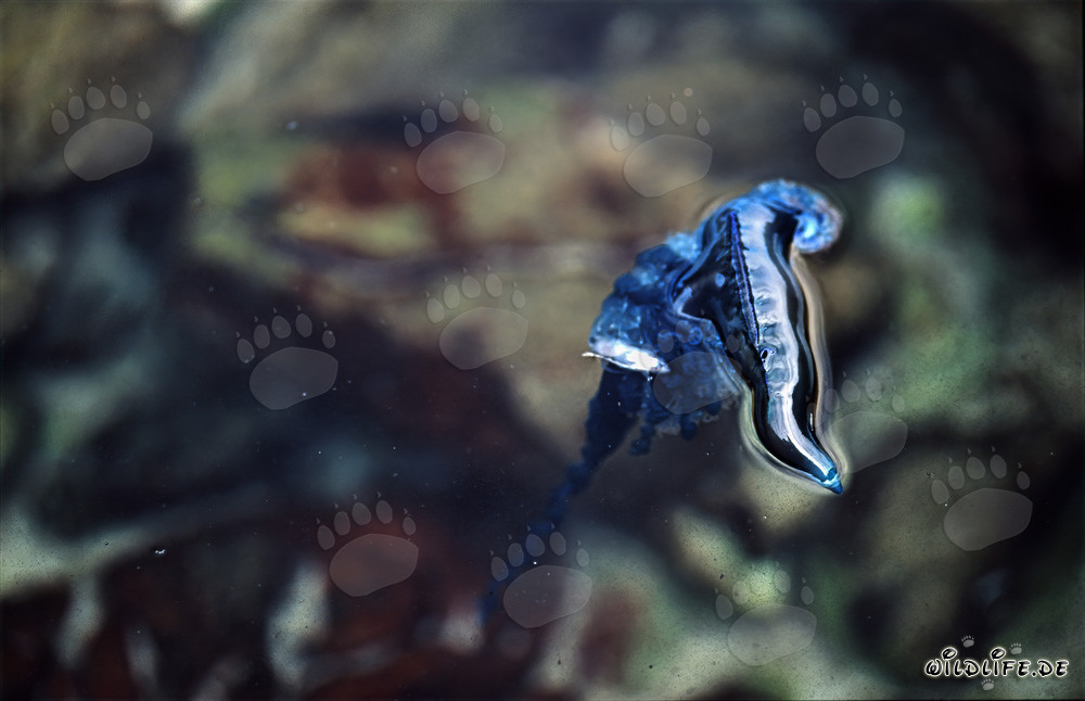 Bedrohliche Portugiesische Galeere an der Küste von Gansbaai, Südafrika