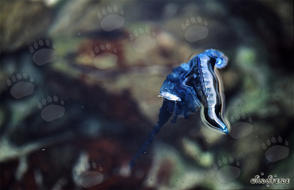 Menacing Portuguese Man-of-War on the Coast of Gansbaai, South Africa