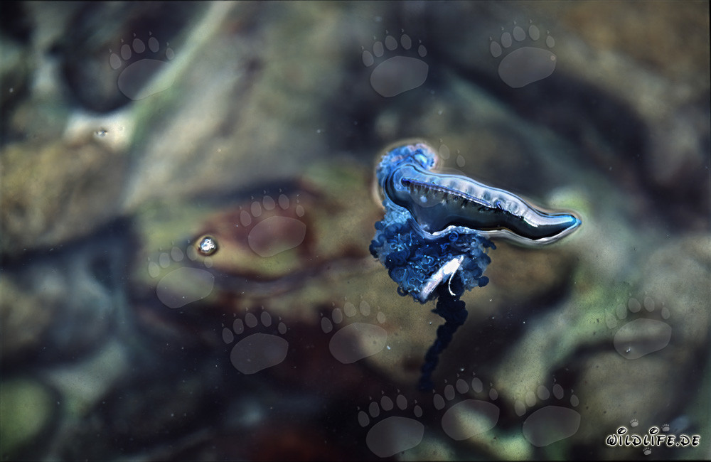 La vejiga de la Carabela portuguesa como vela: peligros de la Physalia utriculus