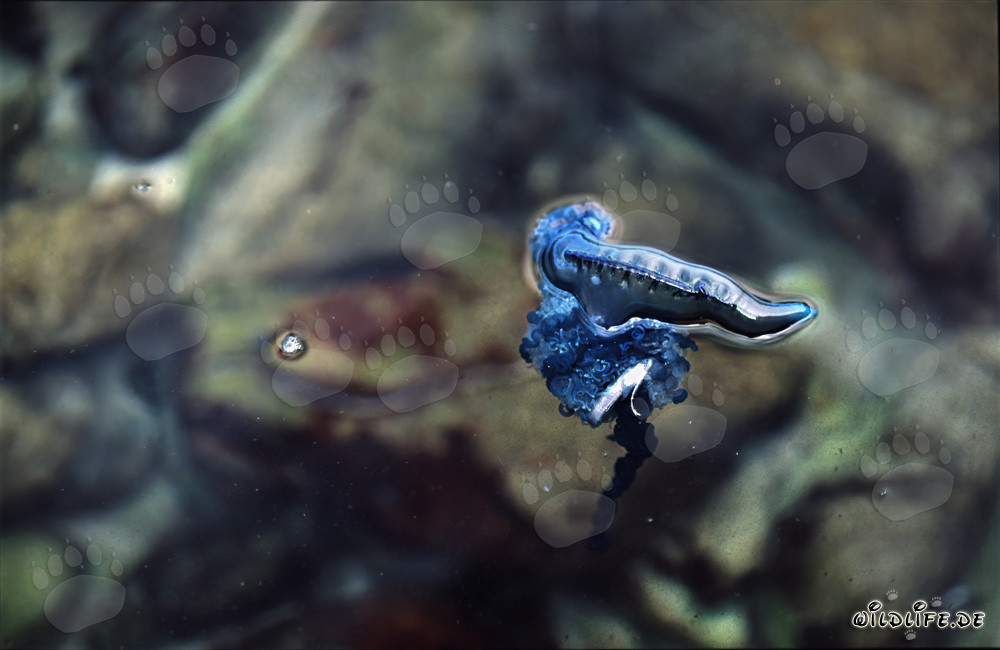 La vescica della Caravella portoghese come vela: pericoli della Physalia utriculus