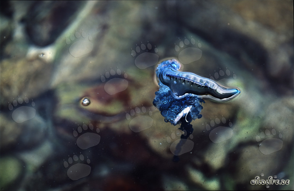 La vessie de la Physalie comme voile : les dangers de la Physalia utriculus