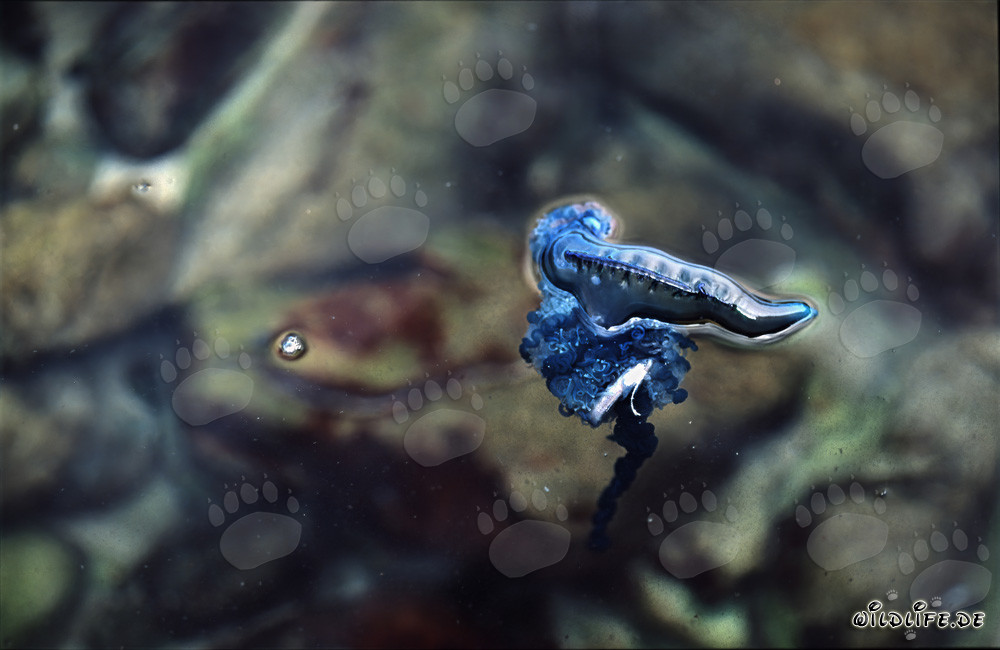 Die Blase der Portugiesischen Galeere als Segel: Gefahren der Physalia utriculus