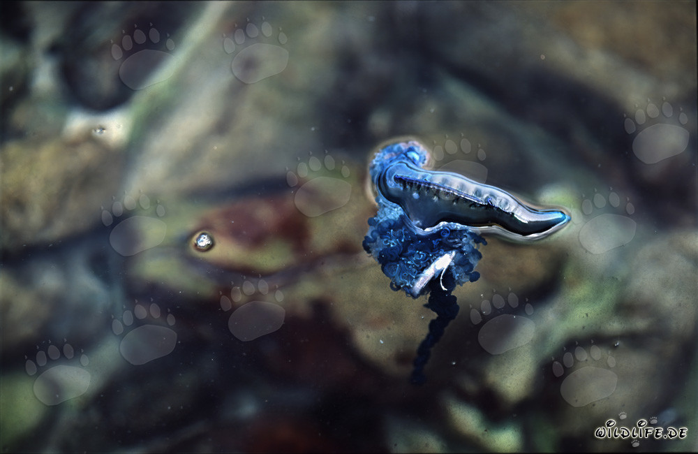 The Float of the Portuguese Man o' War Used as a Sail: Dangers of Physalia utriculus